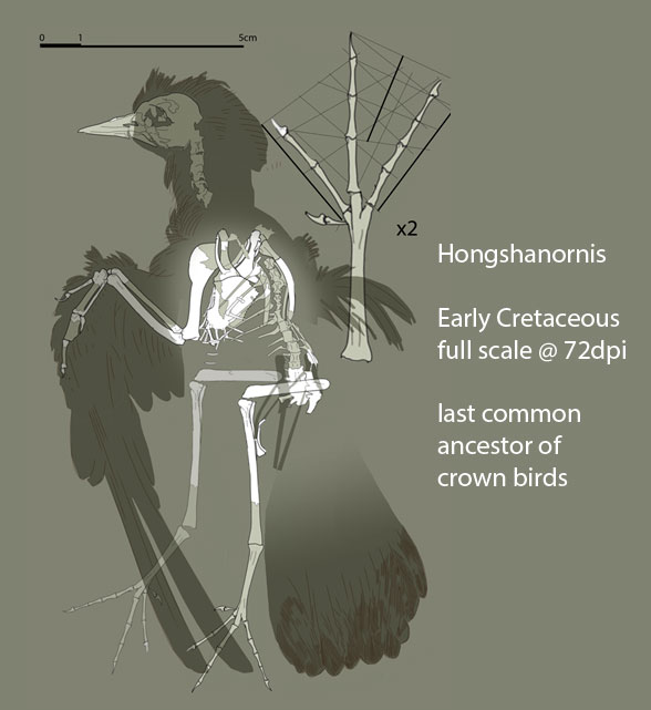 Hongshanornis full scale