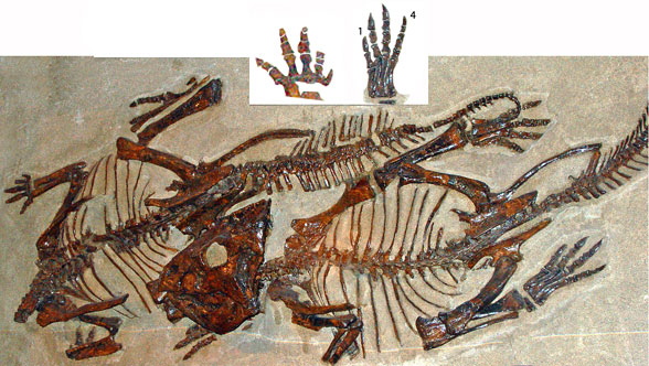 Leptoceratops in situ