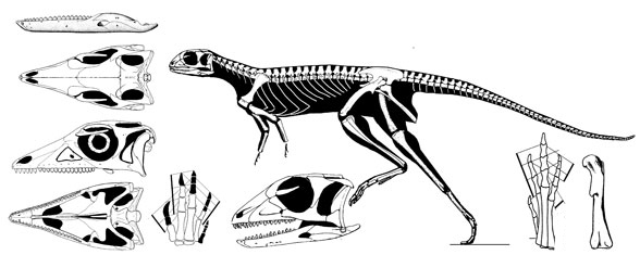 Lesothosaurus Fabrosaurus