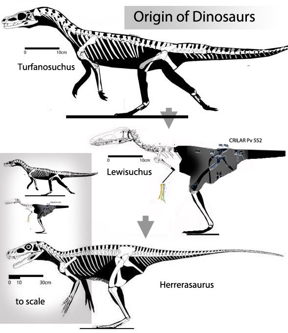 Lewisuchus Turfanosuchus and Herrerasaurus