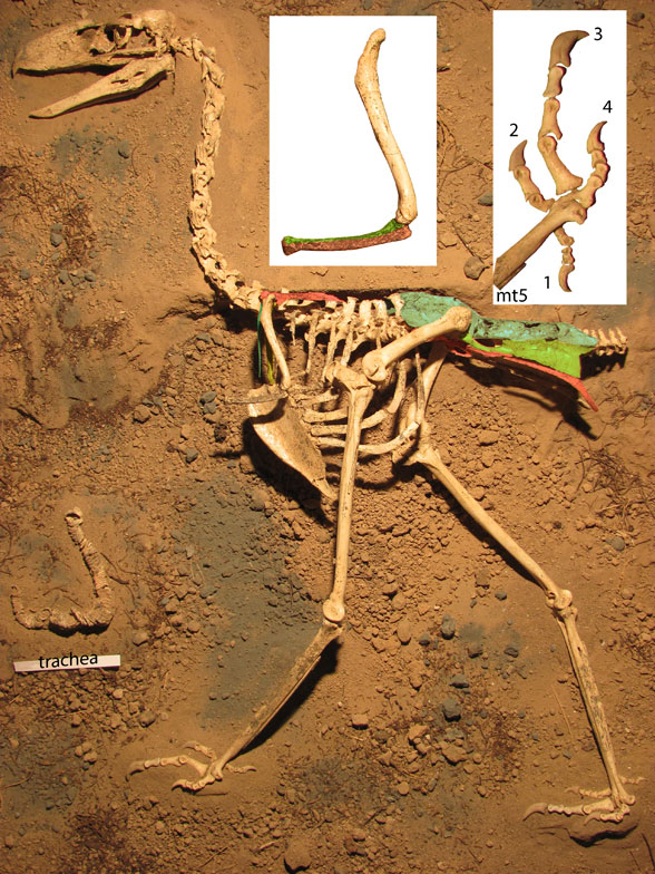 Llallawavis skeleton