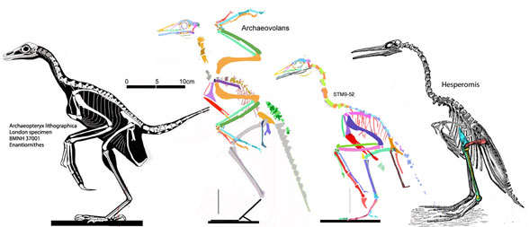 London Archaeopteryx, Archaeovolans, Hesperornis to scale.