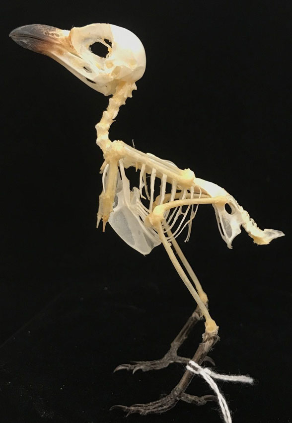 Lanius skeleton