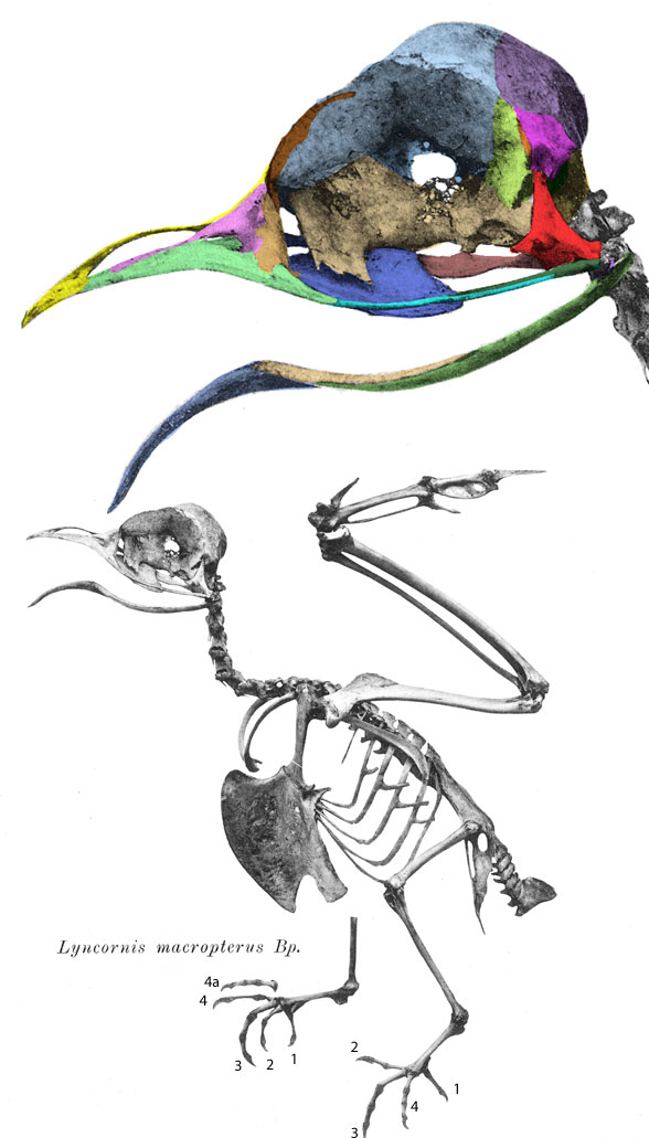 Lynocornis macrotis skeleton