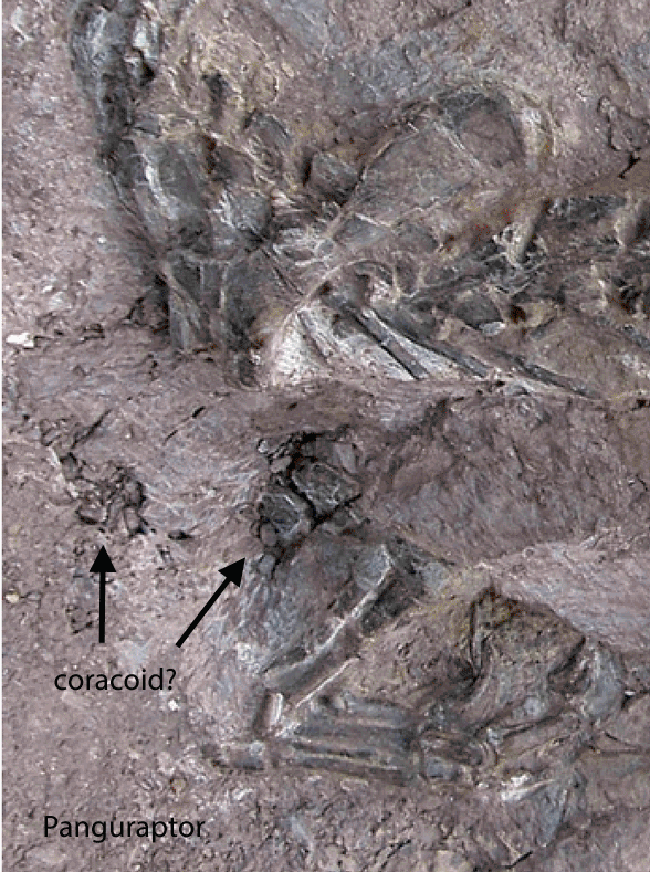 Panguraptor pectoral girdle