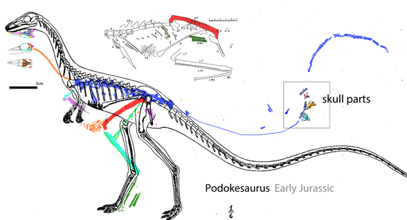 Podokesaurus overall