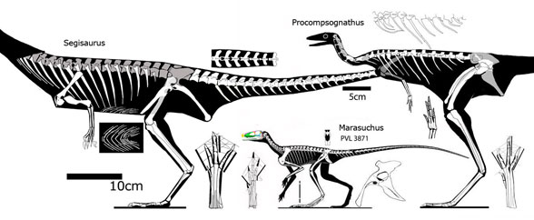 Segisaurus, Marasuchus and Procompsognathus