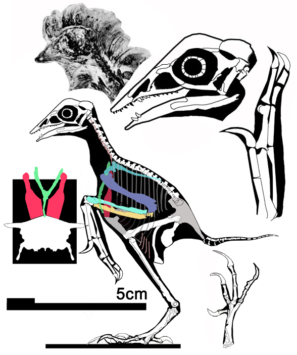 Protopteryx reconstruction
