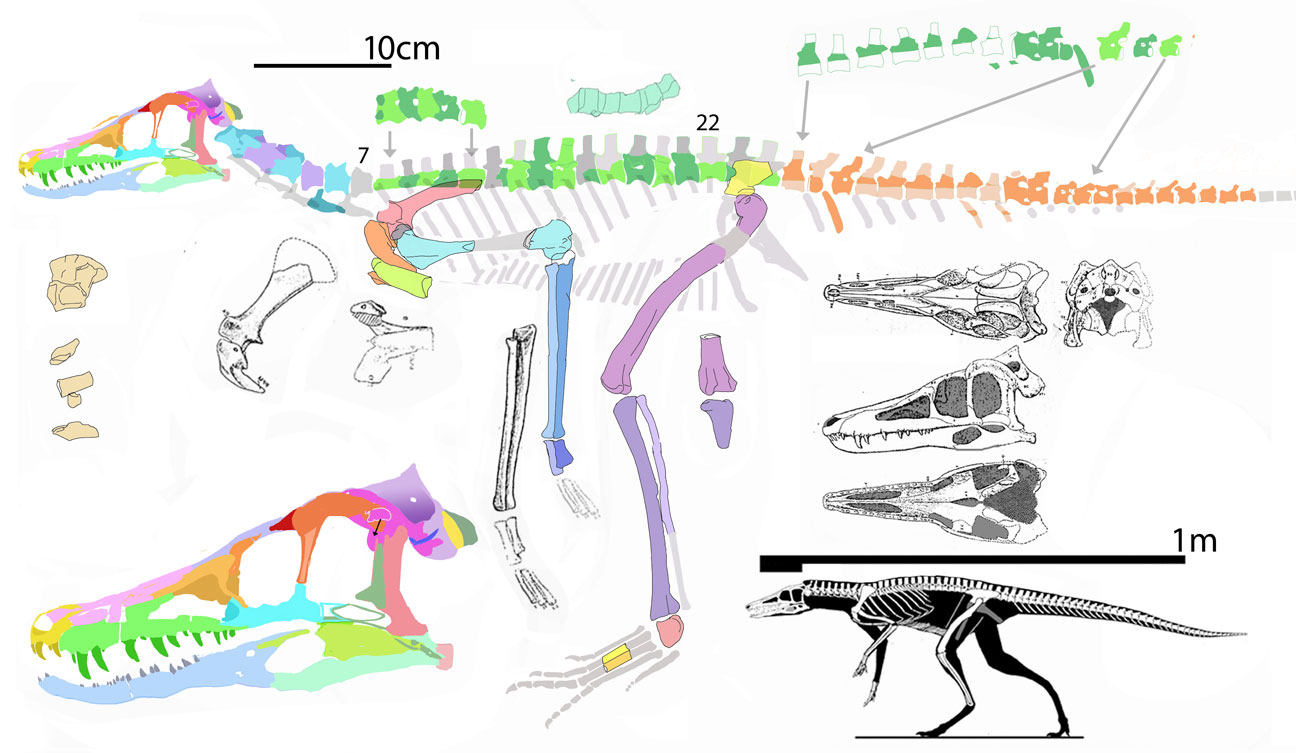 Pseudhesperosuchus