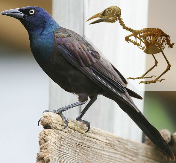 Quiscalus quiscula the common grackle
