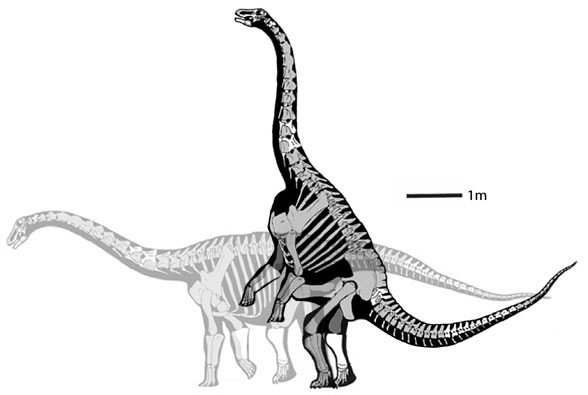 Rapetosaurus bipedal