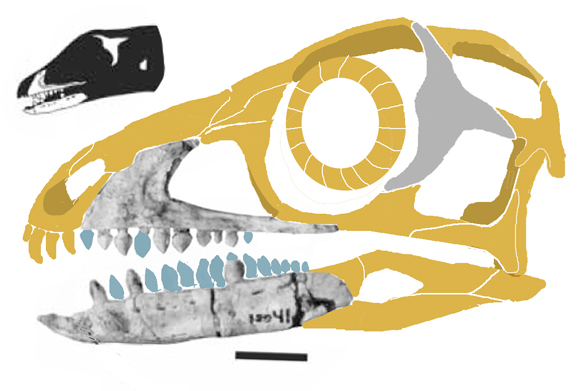 Sacisaurus skull