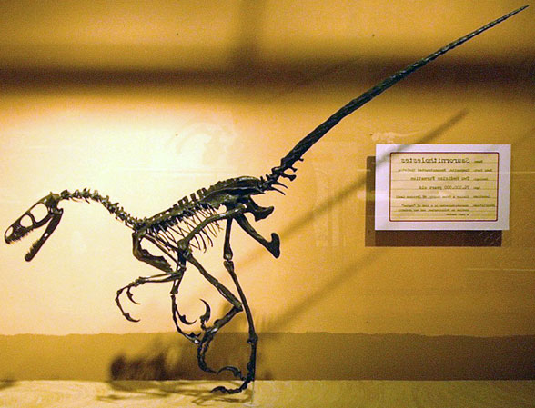 Saurornithoides langstoni museum mount
