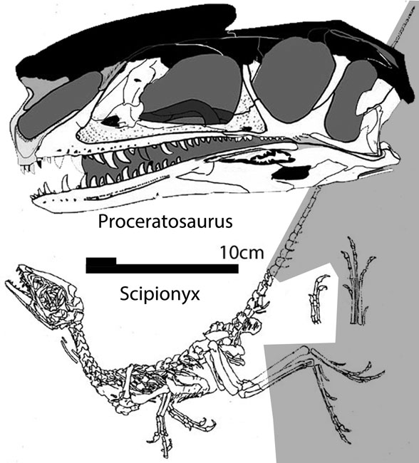 Proceratosaurus and Scipionyx