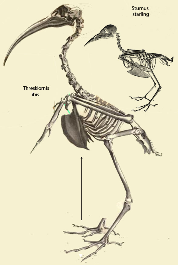 Threskiornis and Sturnus 