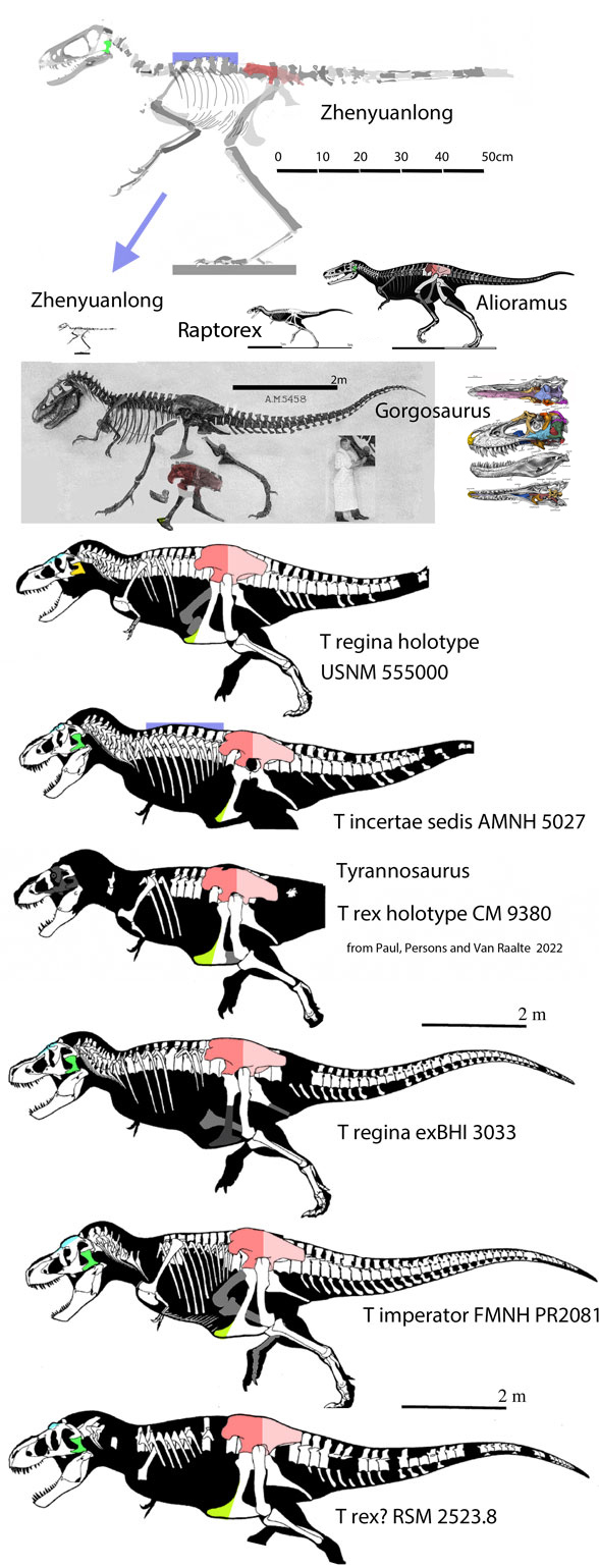 Tyrannosaurus evolution