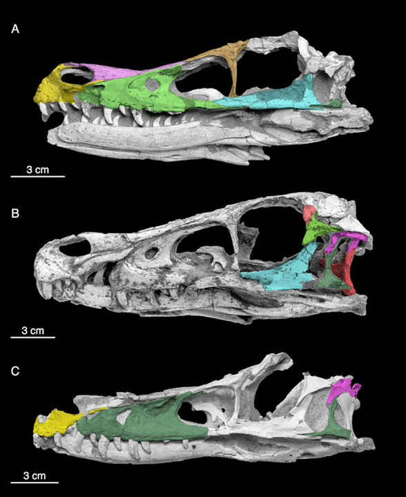 Bambiraptor Velociraptor Deinonychus And Balaur Bambiraptor Velociraptor Deinonychus And Balaur