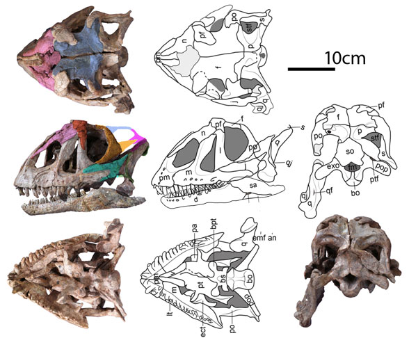 Yizhousaurus skull