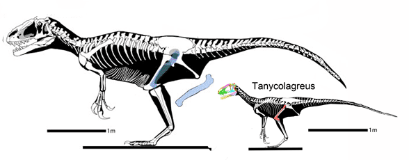 Yutyrannus compared to Tanycolagreus