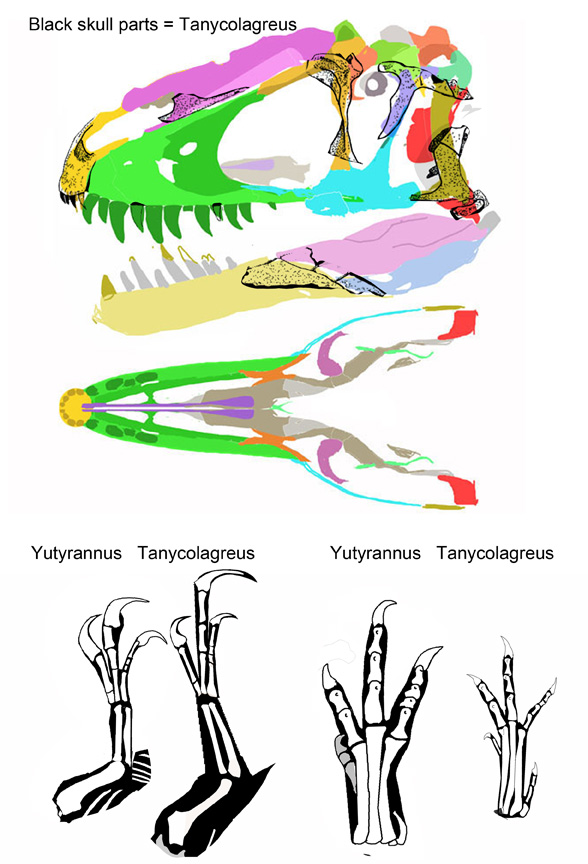 Yutyrannus as a base for Tanycolagreus