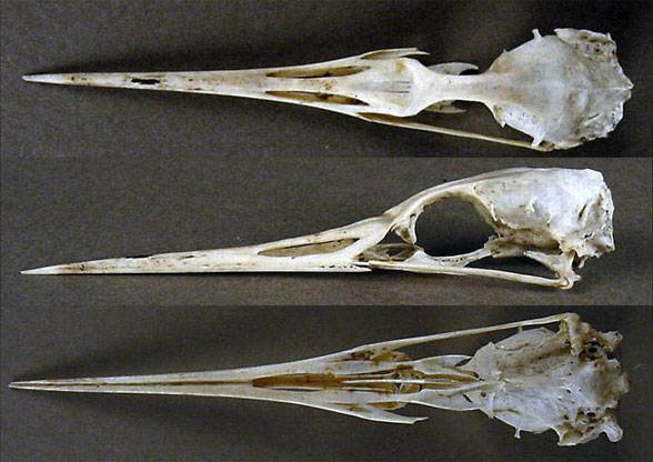 Achemophornus skull