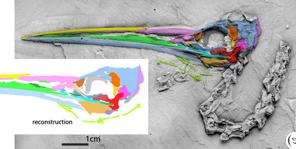 Aenigmatorhynchus skull