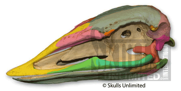 Aepyornis skull
