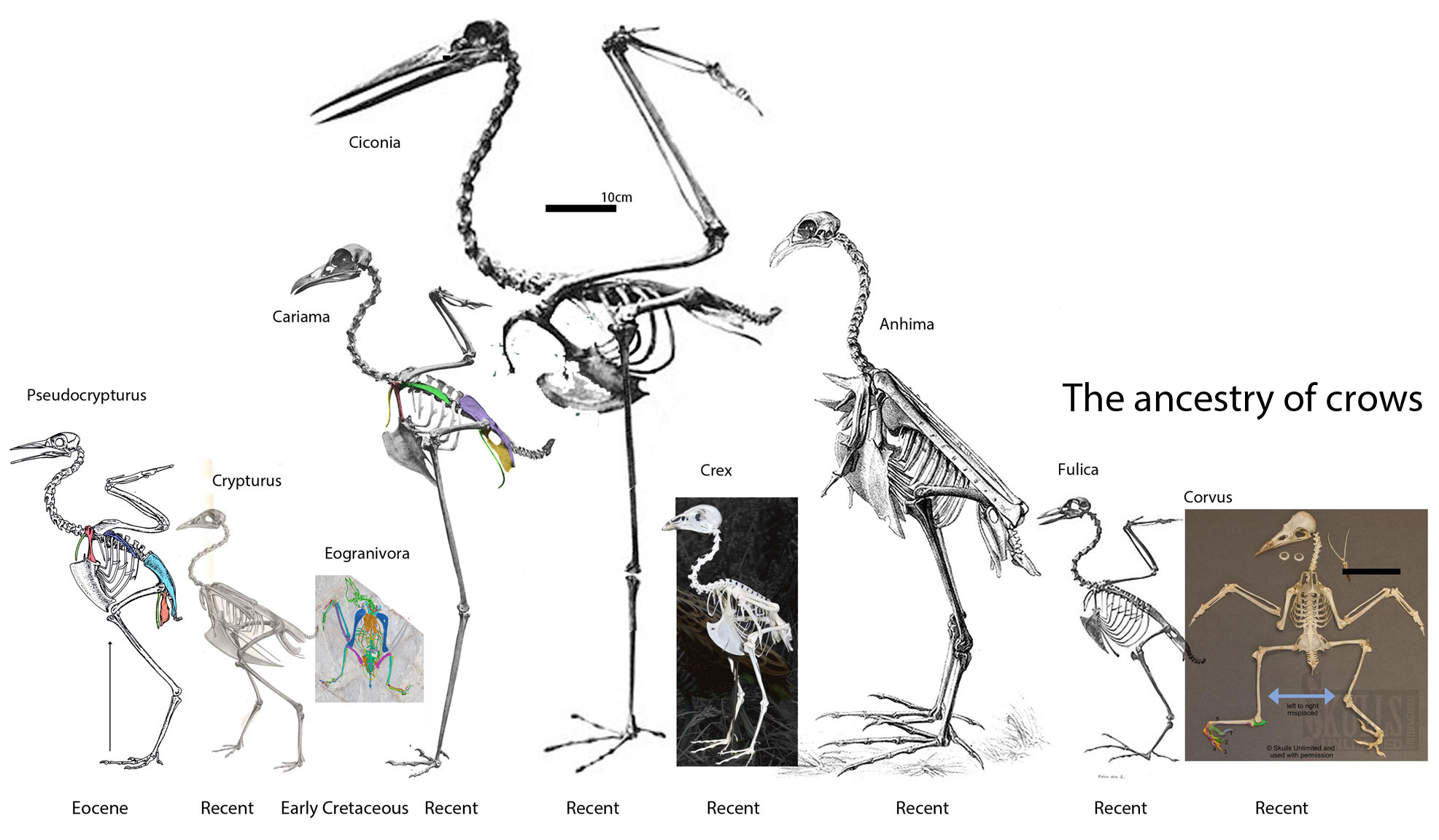 Corvus ancestors 