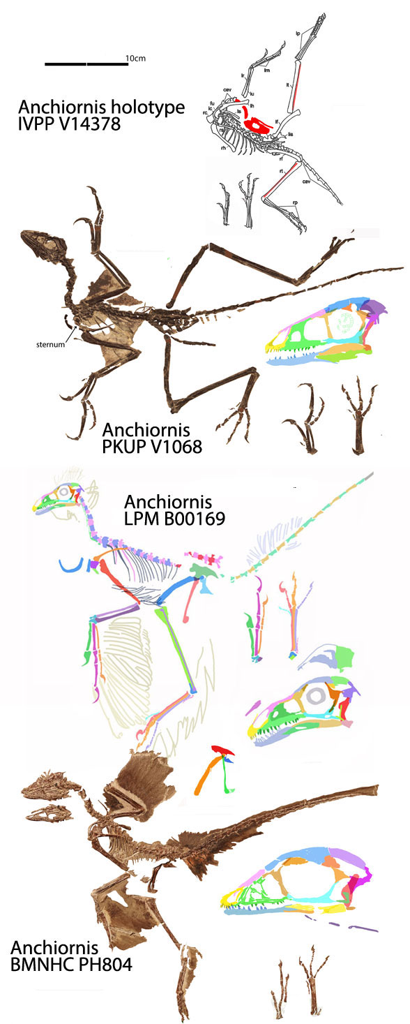 Anchiornis specimens