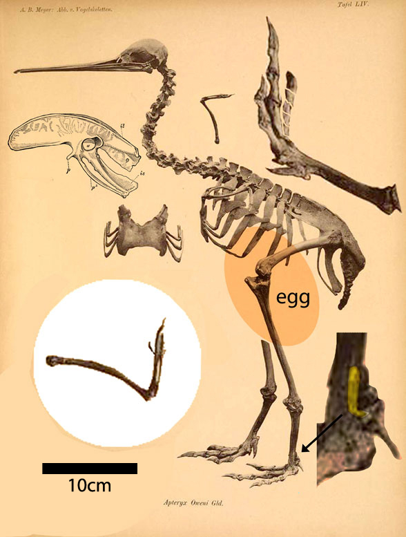 Apteryx, the kiwi