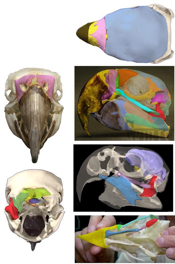 Ara macao skull