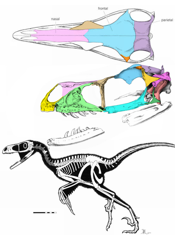 Bambiraptor skeleton and skull from Burnham et al. 
