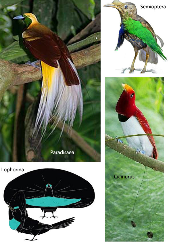 Birds of paradise
