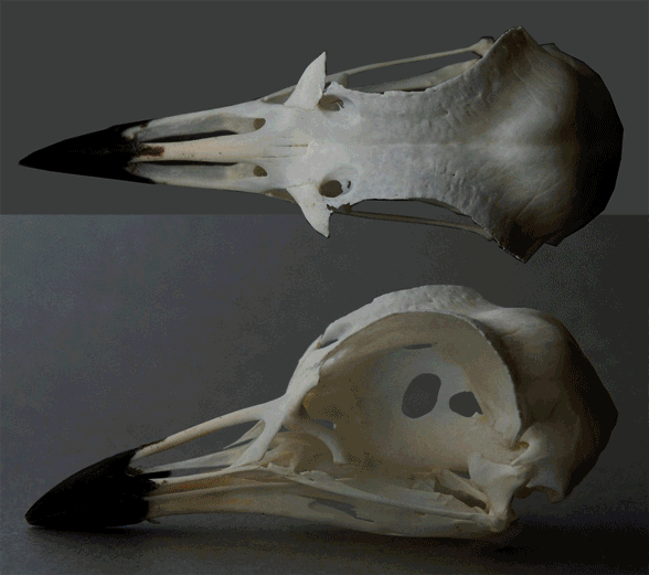Burhinus oedicnemus skull
