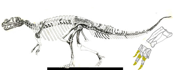 Ceratosaurus overall