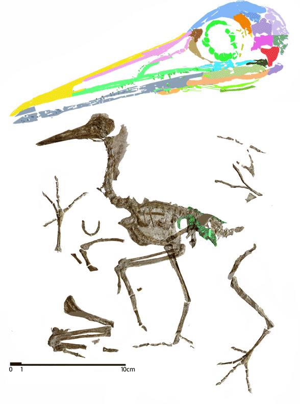 Changzuiornis reconstructed