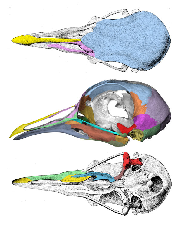 Columba pigeon skull