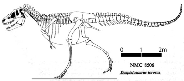Daspletosaurus from Russell 1970