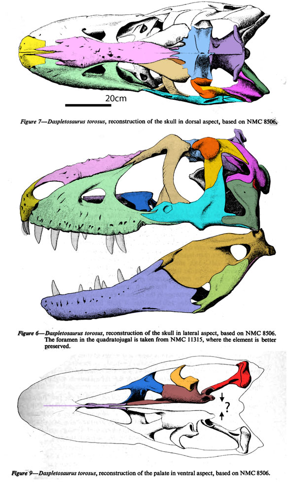 Daspletosaurus skull from Russell 1970