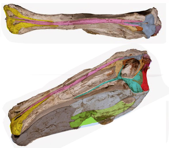 Deinocheirus skull