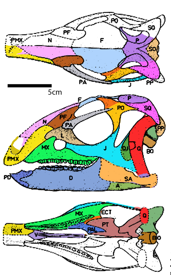 Dryosaurus skull
