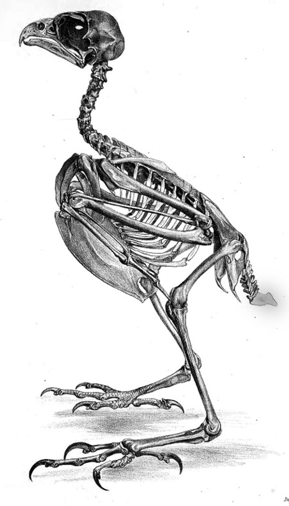 Falco skeleton