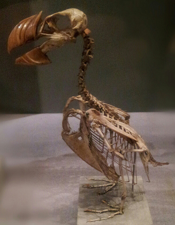 Fratercula skeleton