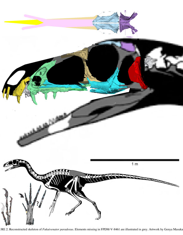 Fukuivenator skeleton and skull