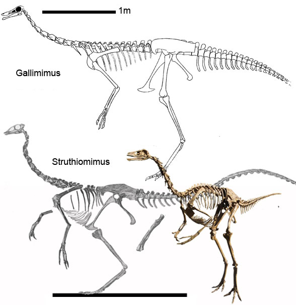 Gallimimus overall
