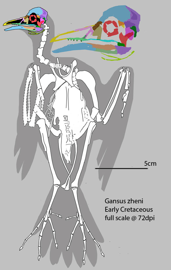 Gansus reconstruction