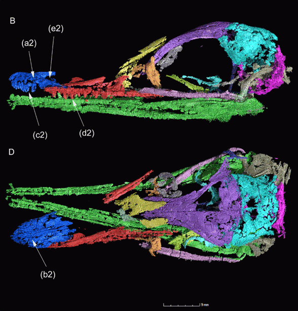 Halszkaraptor skull CT scan