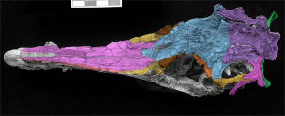 Haplocheirus skull dorsal