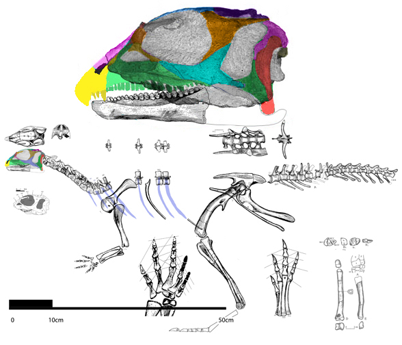 Hexinlusaurus reconstruction
