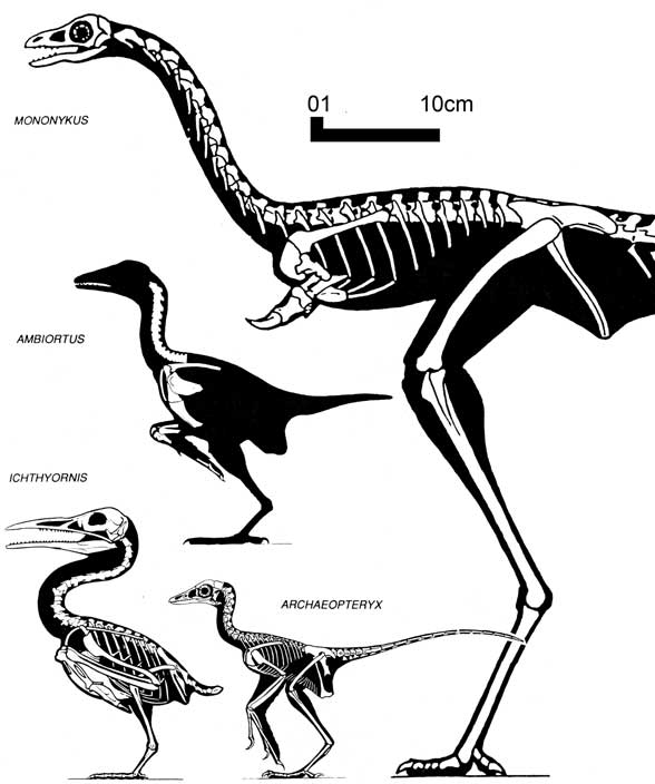 Ichthyornis and Mononykus